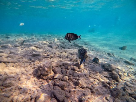 Foto de Vista de cerca de la espiga de velero tropical o la espiga de velero de Desjardin conocida como Zebrasoma desjardinii bajo el agua en el arrecife de coral. Vida submarina de arrecife con corales y peces tropicales. Arrecife de coral en el Mar Rojo, Egipto - Imagen libre de derechos