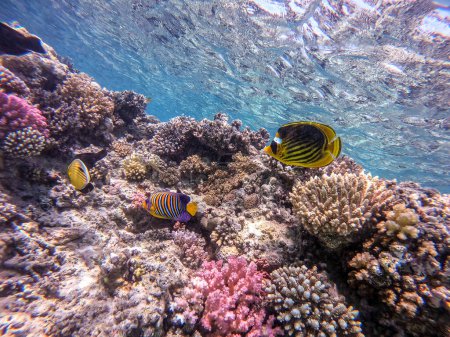 Téléchargez les photos : Poisson ange tropical ou poisson ange royal connu sous le nom Pygoplites diacanthus sous l'eau au récif corallien. Vie sous-marine de récif avec des coraux et des poissons tropicaux. Récif corallien à la mer Rouge, Égypte - en image libre de droit