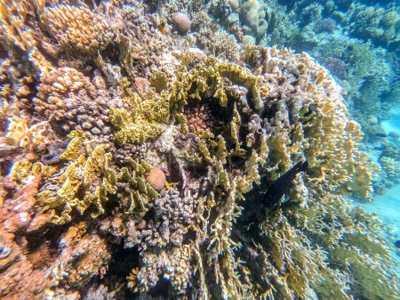 Photo for Underwater panoramic view of coral reef with tropical fish, seaweeds and corals at the Red Sea, Egypt. Stylophora pistillata, Lobophyllia hemprichii, Acropora hemprichii, Favia favus and others - Royalty Free Image