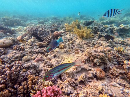 Photo for Klunzinger's wrasse known as Thalassoma rueppellii underwater at the coral reef. Underwater life of reef with corals and tropical fish. Coral Reef at the Red Sea, Egypt - Royalty Free Image