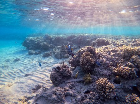 Téléchargez les photos : Poisson tropical coloré Poisson chirurgien Sohal (Acanthurus Sohal) tang sous l'eau au récif corallien. Vie sous-marine de récif avec des coraux et des poissons tropicaux. Récif corallien à la mer Rouge, Égypte - en image libre de droit