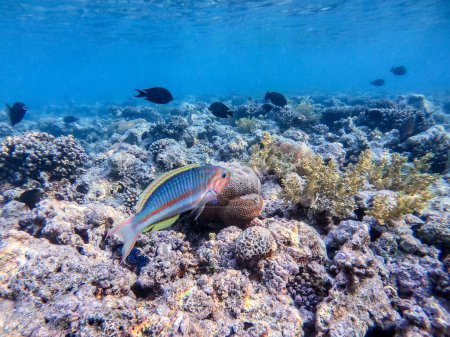 Photo for Klunzinger's wrasse known as Thalassoma rueppellii underwater at the coral reef. Underwater life of reef with corals and tropical fish. Coral Reef at the Red Sea, Egypt - Royalty Free Image