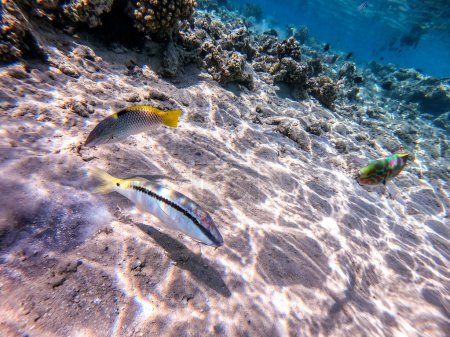 Photo for Parupeneus forskali and Checkerboard wrasse underwater on sand sea bottom at the coral reef. Underwater life of reef with corals and tropical fish. Coral Reef at the Red Sea - Royalty Free Image