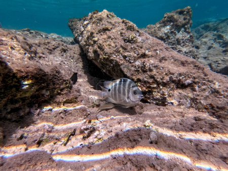 Photo for The threespot dascyllus (Dascyllus trimaculatus) known as domino damsel or simply domino, is a species of damselfish from the family Pomacentridae underwater at the coral reef. Underwater life of reef with corals and tropical fish. Coral Reef at the - Royalty Free Image