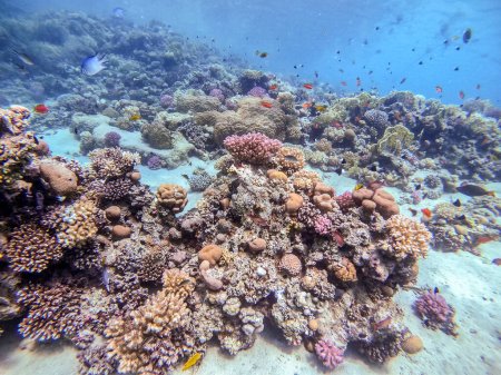 Photo for Underwater panoramic view of coral reef with shoal of Lyretail anthias (Pseudanthias squamipinnis) and other kinds of tropical fish, seaweeds and corals at the Red Sea, Egypt. Acropora gemmifera and Hood coral or Smooth cauliflower coral (Stylophora - Royalty Free Image