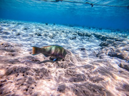 Photo for Colorful tropical Hipposcarus longiceps or Longnose Parrotfish known as Hipposcarus Harid underwater at the coral reef. Underwater life of reef with corals and tropical fish. Coral Reef at the Red Sea, Egypt - Royalty Free Image