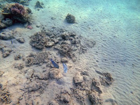 Foto de Vista de cerca de la espiga de velero tropical o la espiga de velero de Desjardin conocida como Zebrasoma desjardinii bajo el agua en el arrecife de coral. Vida submarina de arrecife con corales y peces tropicales. Arrecife de coral en el Mar Rojo, Egipto - Imagen libre de derechos