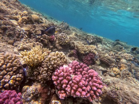 Foto de Vista panorámica submarina del arrecife de coral con peces tropicales, algas y corales en el Mar Rojo, Egipto. Stylophora pistillata, Lobophyllia hemprichii, Acropora hemprichii, Favia favus y otros - Imagen libre de derechos