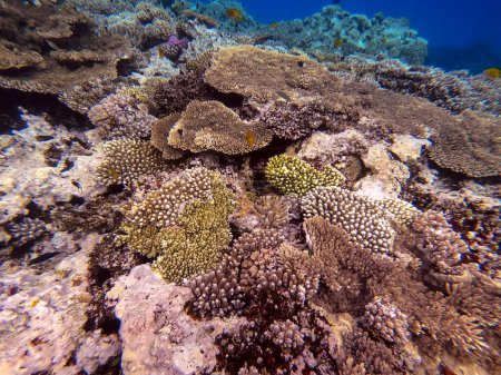 Photo for Underwater panoramic view of coral reef with tropical fish, seaweeds and corals at the Red Sea, Egypt. Acropora gemmifera and Hood coral or Smooth cauliflower coral (Stylophora pistillata), Lobophyllia hemprichii, Acropora hemprichii or Pristine Stag - Royalty Free Image