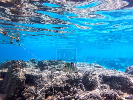 Photo for The threespot dascyllus (Dascyllus trimaculatus) known as domino damsel or simply domino, is a species of damselfish from the family Pomacentridae underwater at the coral reef. Underwater life of reef with corals and tropical fish. Coral Reef at the - Royalty Free Image