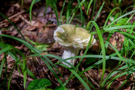 Photo for A mushroom Russula virescens is a basidiomycete mushroom of the genus Russula, and is commonly known as the green-cracking russula, the quilted green russula or green brittlegill. Mushroom with a green or grey cap and white stem growing among fallen - Royalty Free Image