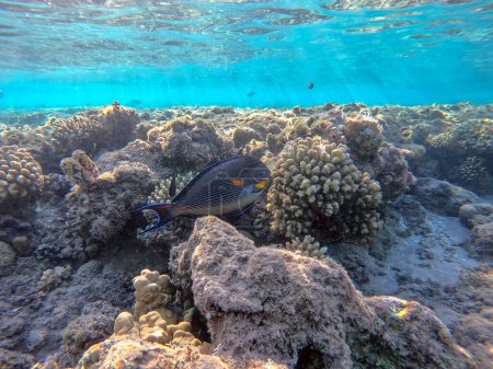 Téléchargez les photos : Vue rapprochée du poisson tropical coloré Sohal Surgeon fish (Acanthurus Sohal) tang underwater at the coral reef. Vie sous-marine de récif avec des coraux et des poissons tropicaux. Récif corallien à la mer Rouge, Égypte - en image libre de droit