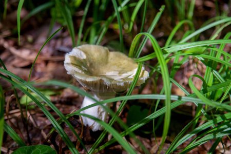 Photo for A mushroom Russula virescens is a basidiomycete mushroom of the genus Russula, and is commonly known as the green-cracking russula, the quilted green russula or green brittlegill. Mushroom with a green or grey cap and white stem growing among fallen - Royalty Free Image
