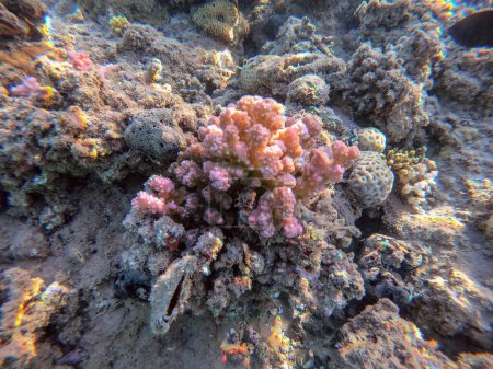Foto de Vista panorámica submarina del arrecife de coral con peces tropicales, algas y corales en el Mar Rojo, Egipto. Stylophora pistillata, Lobophyllia hemprichii, Acropora hemprichii, Favia favus y otros - Imagen libre de derechos