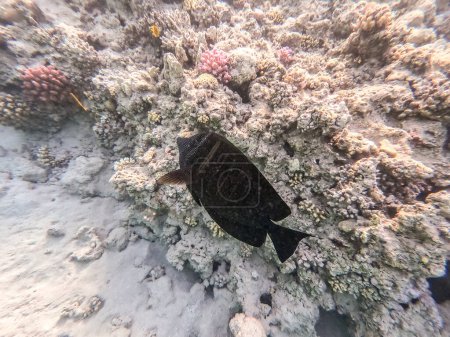 Foto de Tang de velero tropical o tang de velero de Desjardin conocido como Zebrasoma desjardinii bajo el agua en el arrecife de coral. Vida submarina de arrecife con corales y peces tropicales. Arrecife de coral en el Mar Rojo, Egipto - Imagen libre de derechos