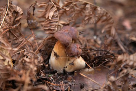 Familia de Boletus Badius, Imleria Badia o Bahía Bolete creciendo en un bosque de pinos de otoño. El hongo comestible y poroso tiene una tapa aterciopelada de color marrón oscuro o castaño.