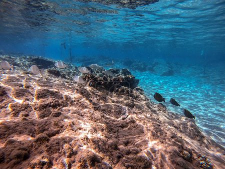 Téléchargez les photos : Banc de Sargos ou dorade blanche connu sous le nom de Diplodus Sargus poisson sous-marin au récif corallien. Vie sous-marine de récif avec des coraux et des poissons tropicaux. Récif corallien à la mer Rouge, Égypte - en image libre de droit
