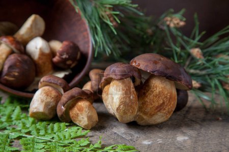 Autumn composition of boletus badius, imleria badia or bay bolete, clay bowl with mushrooms on vintage wooden background with green branch of pine tree on back. Edible and pored fungus has velvety dark brown or chestnut color cap