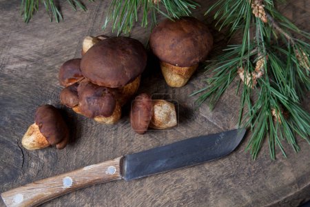Autumn composition of several boletus badius, imleria badia or bay bolete mushrooms and knife on vintage wooden background with green pine branch on back. Edible and pored fungus has velvety dark brown or chestnut color cap