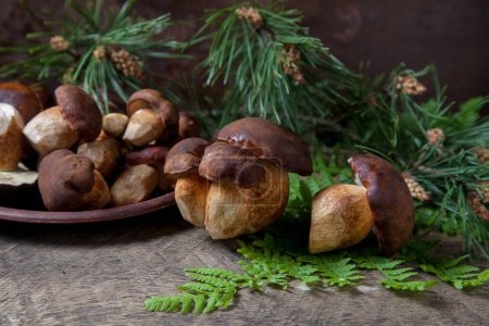 Autumn composition of boletus badius, imleria badia or bay bolete mushrooms and clay plate with mushrooms on vintage wooden background with green branch of pine tree and fern leaf on back. Edible and pored fungus has velvety dark brown or chestnut co