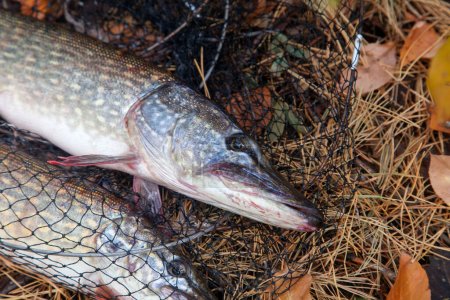 Fishing concept, trophy catch - big freshwater pike fish know as Esox Lucius just taken from the water on keep net with fishery catch in it. Freshwater Northern pikes fish know as Esox Lucius on yellow leaves at autumn time.