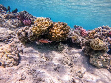 Écureuil couronné connu sous le nom de Sargocentron diadema sous l'eau au récif corallien. Vie sous-marine de récif avec des coraux et des poissons tropicaux. Récif corallien à la mer Rouge, Égypte