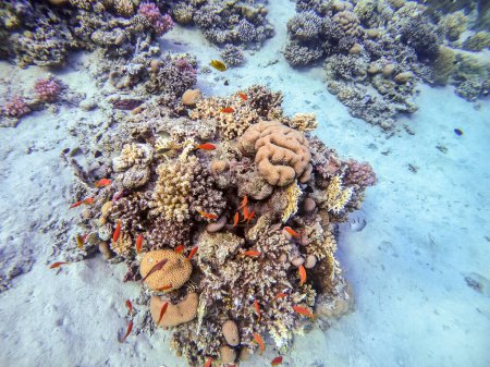Underwater panoramic view of coral reef with shoal of Lyretail anthias (Pseudanthias squamipinnis) and other kinds of tropical fish, seaweeds and corals at the Red Sea, Egypt. Acropora gemmifera and Hood coral or Smooth cauliflower coral (Stylophora 