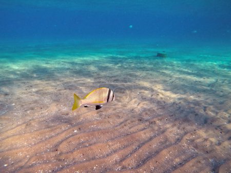 Zweiblättrige Brasse, bekannt als Akanthopagrus bifasciatus unter Wasser am Korallenriff. Unterwasserwelt des Riffs mit Korallen und tropischen Fischen. Korallenriff am Roten Meer, Ägypten