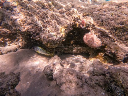Nahaufnahme von Bunten tropischen Schwarzfleckigen Gummilippenfischen oder Plectorhinchus gaterinus unter Wasser am Korallenriff. Unterwasserwelt des Riffs mit Korallen und tropischen Fischen. Korallenriff am Roten Meer, Ägypten
