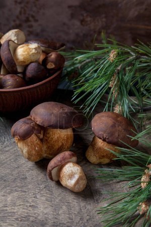 Autumn composition of boletus badius, imleria badia or bay bolete and clay bowl with mushrooms on vintage wooden background with green branch of pine tree on back. Edible and pored fungus has velvety dark brown or chestnut color cap