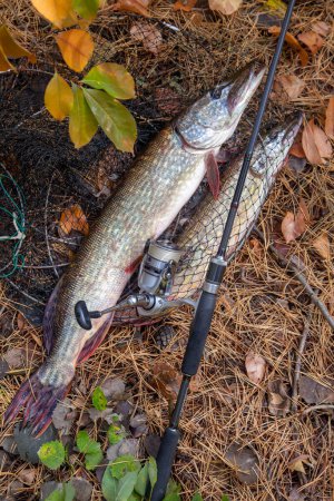 Fishing concept, trophy catch - big freshwater pike fish know as Esox Lucius just taken from the water on keep net with fishery catch in it. Freshwater Northern pikes fish know as Esox Lucius and fishing equipment on yellow leaves at autumn time.