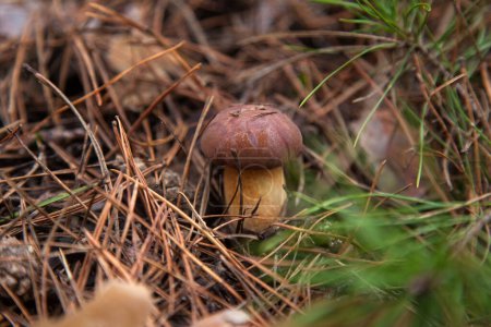 Close up view of boletus badius, imleria badia or bay bolete growing in an autumn pine tree forest. Edible and pored fungus has velvety dark brown or chestnut color cap