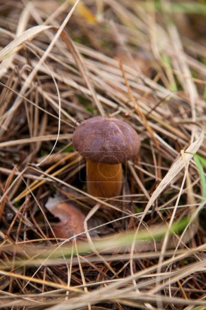 Close up view of boletus badius, imleria badia or bay bolete growing on the forest floor among moss and dry fallen leaves at autumn season. Edible and pored fungus has velvety dark brown or chestnut color cap