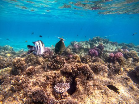Téléchargez les photos : Poisson tropical Naso annulatus connu sous le nom de Whitemargin Unicorn fish underwater at the coral reef. Vie sous-marine de récif avec des coraux et des poissons tropicaux. Récif corallien à la mer Rouge, Égypte - en image libre de droit