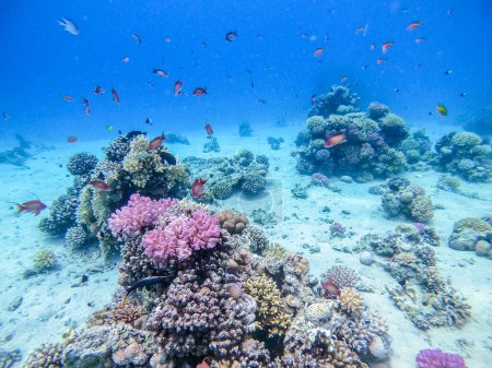 Photo for Underwater panoramic view of coral reef with shoal of Lyretail anthias (Pseudanthias squamipinnis) and other kinds of tropical fish, seaweeds and corals at the Red Sea, Egypt. Acropora gemmifera and Hood coral or Smooth cauliflower coral (Stylophora - Royalty Free Image