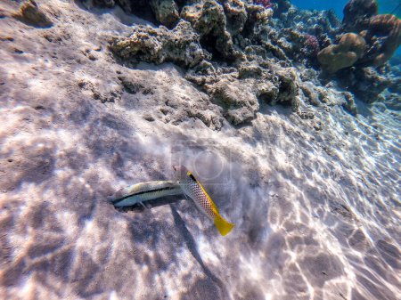 Photo for Tropical Forsskal goatfish known as Parupeneus forskali and Checkerboard wrasseunderwater on sand sea bottom at the coral reef. Underwater life of reef with corals and tropical fish. Coral Reef at the - Royalty Free Image