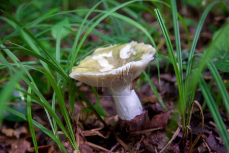 Le champignon Russula virescens est un champignon basidiomycète du genre Russula, communément appelé russula à craquelures vertes, russula verte matelassée ou brittlegill verte. Champignon avec un chapeau vert ou gris et tige blanche poussant parmi les tombés 