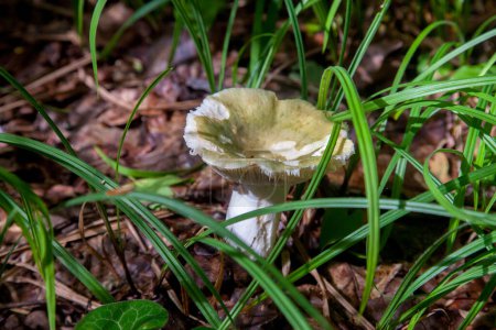 A mushroom Russula virescens is a basidiomycete mushroom of the genus Russula, and is commonly known as the green-cracking russula, the quilted green russula or green brittlegill. Mushroom with a green or grey cap and white stem growing among fallen 