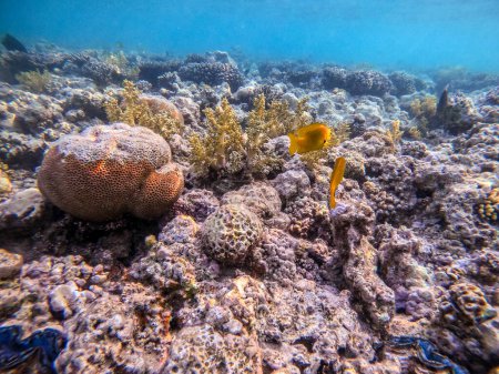 Tropische Schwefeljungfrau, bekannt als Pomacentrus sulfureus unter Wasser am Korallenriff. Unterwasserwelt des Riffs mit Korallen und tropischen Fischen. Korallenriff am Roten Meer, Ägypten