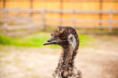 Der australische Strauß-Emu Dromaius novaehollandiae ist der zweitgrößte lebende Vogel des Planeten. Straußenzucht, ökologisches Anbaukonzept