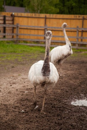 White ostrich nandu known as Greater rhea (Rhea americana) is a flightless bird found in eastern South America. Greater Rhea from South America also called American Rhea or Nandu - Latin: Rhea Americana. Farmer breeding of ostriches, organic farming 
