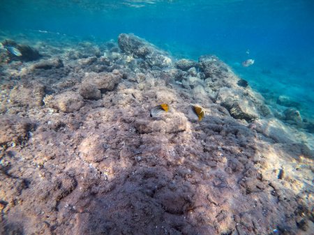 Tropischer Threadfin-Schmetterlingsfisch namens Chaetodon auriga unter Wasser am Korallenriff. Unterwasserwelt des Riffs mit Korallen und tropischen Fischen. Korallenriff am Roten Meer, Ägypten