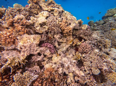 Vue panoramique sous-marine du récif corallien avec des poissons tropicaux, des algues et des coraux à la mer Rouge, en Égypte. Acropora gemmifera et corail à capuchon ou corail chou-fleur lisse (Stylophora pistillata), Lobophyllia hemprichii, Acropora hemprichii ou cerf vierge