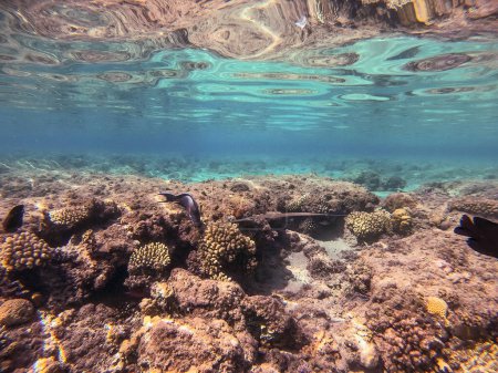 Nahaufnahme von tropischen Korallenfischen, glatten Korallenfischen oder glatten Flussmündungen, die als Fistularia commersonii unter Wasser am Korallenriff bekannt sind. Unterwasserwelt des Riffs mit Korallen und tropischen Fischen. Korallenriff am Roten Meer, Ägypten