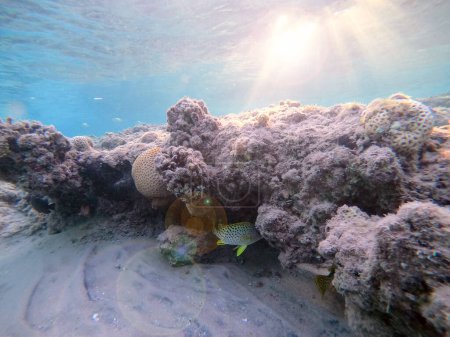 Nahaufnahme von Bunten tropischen Schwarzfleckigen Gummilippenfischen oder Plectorhinchus gaterinus unter Wasser am Korallenriff. Unterwasserwelt des Riffs mit Korallen und tropischen Fischen. Korallenriff am Roten Meer, Ägypten