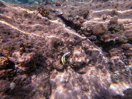 Bannière de la mer Rouge connue sous le nom Heniochus intermedius sous l'eau au récif corallien. Vie sous-marine de récif avec des coraux et des poissons tropicaux. Récif corallien à la mer Rouge, Égypte