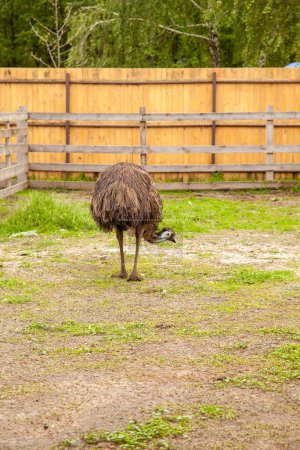 Australian ostrich emu known as Dromaius novaehollandiae is the second largest living bird on the planet. Emu is flightless bird and native to Australia. Farmer breeding of ostriches, organic farming concept