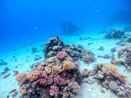 Vue panoramique sous-marine du récif corallien avec le haut-fond de Lyretail anthias (Pseudanthias squamipinnis) et d'autres types de poissons tropicaux, d'algues et de coraux à la mer Rouge, en Égypte. Acropora gemmifera et corail à capuchon ou corail chou-fleur lisse (Stylophora 