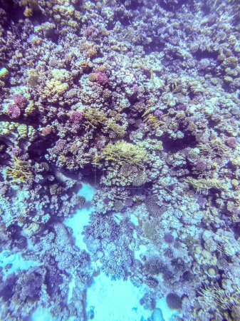 Vista panorámica submarina del arrecife de coral con peces tropicales, algas y corales en el Mar Rojo, Egipto. Acropora gemmifera y Hood coral o Smooth coral de coliflor (Stylophora pistillata), Lobophyllia hemprichii, Acropora hemprichii o Pristine Stag