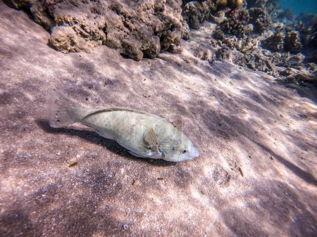 Bunte tropische Hipposcarus longiceps oder Longnose Papageienfische bekannt als Hipposcarus Harid unter Wasser am Korallenriff. Unterwasserwelt des Riffs mit Korallen und tropischen Fischen. Korallenriff am Roten Meer, Ägypten